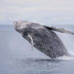 Juneau: Whale Watching and Wildlife Cruise with Local Guide - The State-of-the-Art Whale Watching Boat