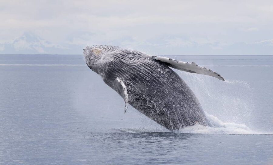 Juneau: Whale Watching and Wildlife Cruise with Local Guide - The State-of-the-Art Whale Watching Boat