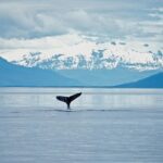 Juneau Wildlife Whale Watching - The Boat: Comfort and Features for an Enjoyable Trip