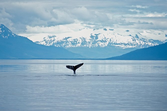 Juneau Wildlife Whale Watching - The Boat: Comfort and Features for an Enjoyable Trip