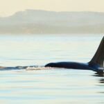 Juneau Wildlife Whale Watching & Mendenhall Glacier - Convenient Round-Trip Transportation from Juneau’s Cruise Terminal