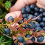 Jyvaskyla: Berry Picking Tour with Pancakes - Discovering the Forests of Finnish Lakeland