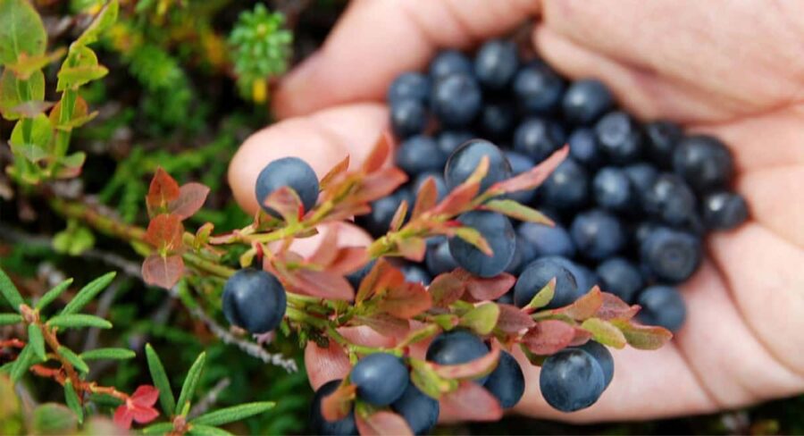 Jyvaskyla: Berry Picking Tour with Pancakes - Discovering the Forests of Finnish Lakeland