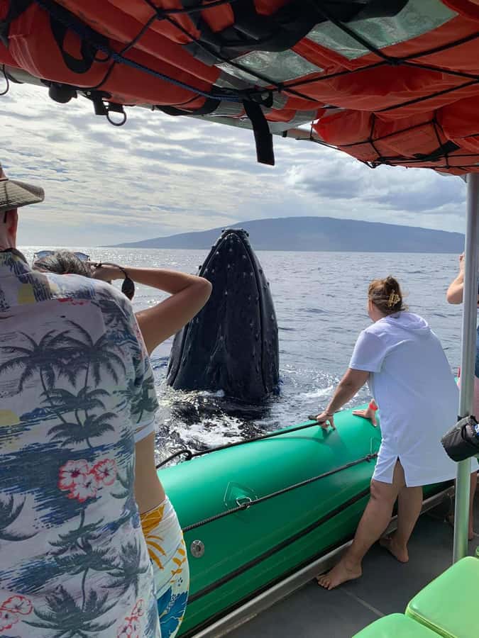 Ka'anapali: Whale Watching Boat Tour - The Custom-Built Magic Merman Boat
