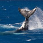 Kailua-Kona Adventure Whale Watch - Starting Point and Meeting Details