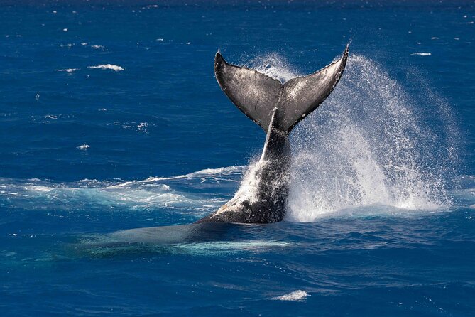 Kailua-Kona Adventure Whale Watch - Starting Point and Meeting Details