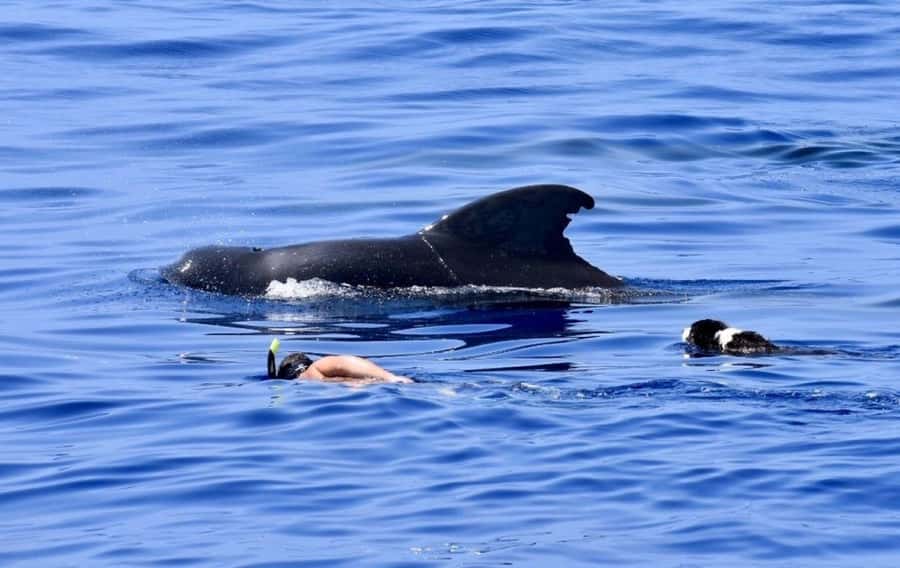Kailua-Kona: Aquatic Safari Snorkeling Adventure - Starting Point and Tour Logistics in Kailua-Kona