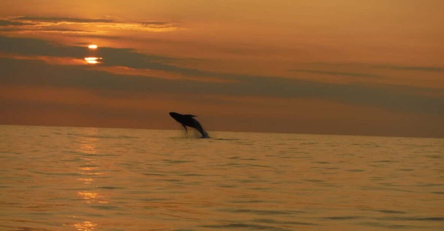 Kailua-Kona: Dolphin Watch & Double-Reef Snorkel Tour - Scenic Departure from Kailua-Kona for Marine Encounters