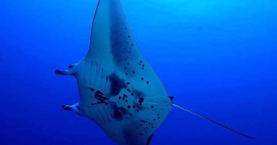 Kailua-Kona: Late Manta Snorkel Tour - Meeting Point and Logistics for the Tour