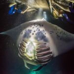 Kailua-Kona: Manta Ray Night Snorkel SMALL GROUP - Starting from Honokohau Harbor: Easy and Convenient Access