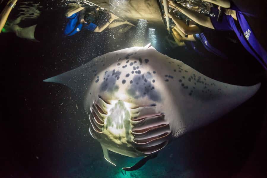 Kailua-Kona: Manta Ray Night Snorkel SMALL GROUP - Starting from Honokohau Harbor: Easy and Convenient Access