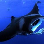 Kailua Kona: Night Manta Ray Adventure on the Big Island - The Boat and Equipment Setup