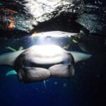 Kailua-Kona: Night Manta Snorkel or Dive - Viewing the Manta Rays at Night