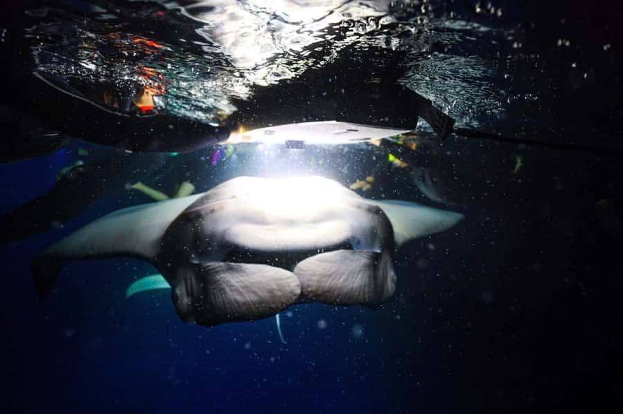 Kailua-Kona: Night Manta Snorkel or Dive - Viewing the Manta Rays at Night