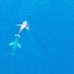 Kailua Kona Whale Watching Boat Tour Experience - What Makes the 2-Hour Duration Ideal for Marine Viewing