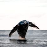 Kalaoa: Big Island & Kona Midday Whale Watching Tour - What Makes the Kibou Catamaran Special