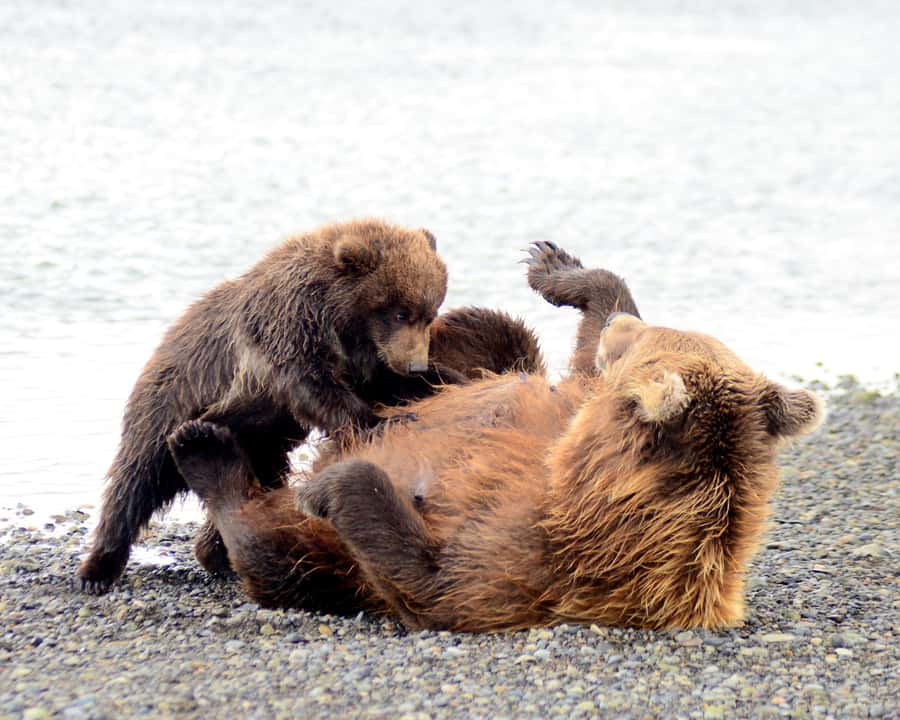 Katmai Alaska: Brooks Falls Bear Viewing by Floatplane - Hike to Brooks Falls and the importance of the platforms