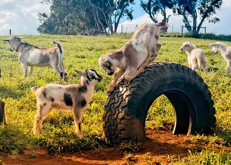 Kauai: Play with Baby Farm Animals & MicroDairy Immersion - Interacting with Baby Goats, Lambs, and Mini Cows