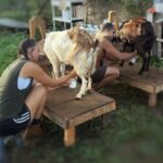 Kauai Private Baby Farm Animal Experience & Micro Dairy Immersion - The Setting of Kauai’s Developing Farm in Breathtaking Countryside