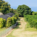 Kauai: Waimea Canyon and Koke'e State Park Tour - Nature Walk and Birdwatching in Kokee State Park