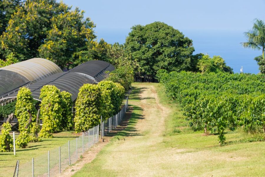 Kauai: Waimea Canyon and Koke'e State Park Tour - Nature Walk and Birdwatching in Kokee State Park