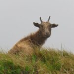 Kauai: Waimea Canyon & Kokee State Park Private Tour - Highlights of Waimea Canyon Overlooks and Waipoo Falls