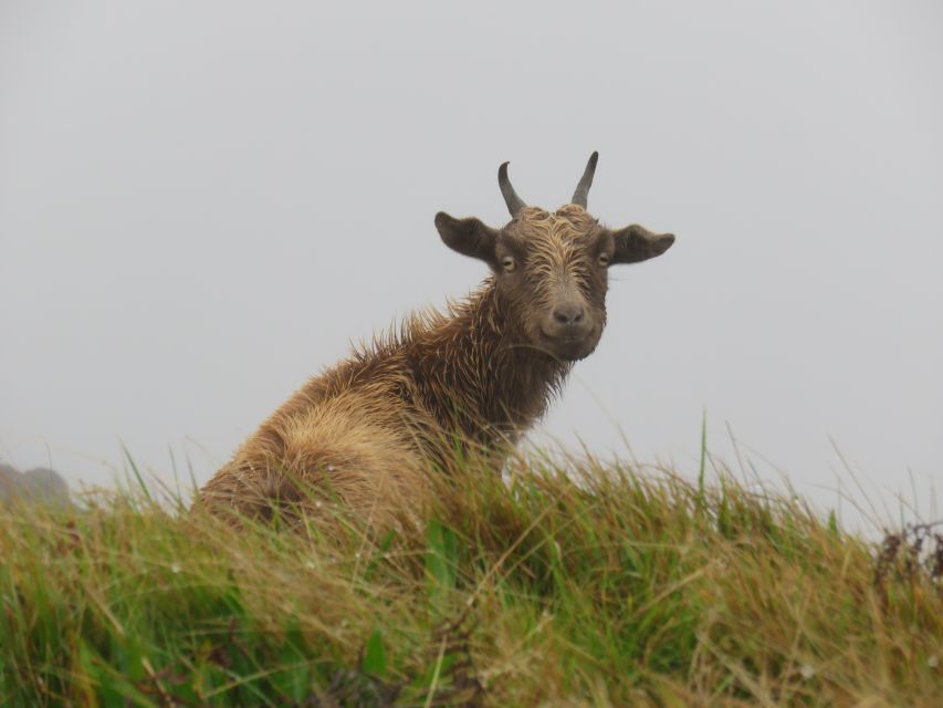 Kauai: Waimea Canyon & Kokee State Park Private Tour - Highlights of Waimea Canyon Overlooks and Waipoo Falls