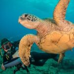 Kauai's Ultimate Discover Scuba Dive - OCEAN EXPERIENCE (1 Tank Dive) - Starting Point at Koloa Landing in Poipu