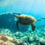 Kauai's Ultimate Guided Shore Snorkel (NO BOAT): North Anini - Meet the Guides and Their Expertise
