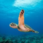 Kauai's Ultimate Scooter Adventure 2 Tank Dive (Advance Certified Divers Only) - Starting Point and Meeting Logistics at Koloa Landing