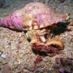 Kauai's Ultimate South Shore 2 Tank Dive (Certified Divers Only) - The Two Distinct Dive Areas in Hanakaape Bay