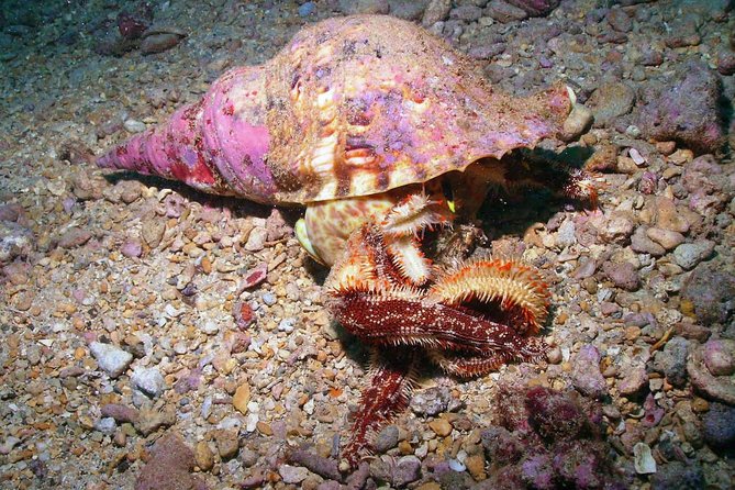 Kauai's Ultimate South Shore 2 Tank Dive (Certified Divers Only) - The Two Distinct Dive Areas in Hanakaape Bay