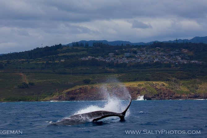 Kauai's Ultimate South Side Whale & Dolphin Zodiac Boat Adventure - The Zodiac Boat: Speed, Maneuverability, and Adventure