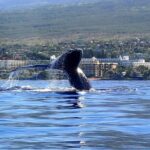 Kayak and Whale Watching Tour - The Kayaking Experience: Water-Level Viewing of Whales