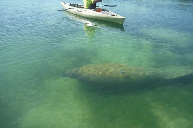 Kayak Eco Tour in Don Pedro Island - Exploring Don Pedro Island State Park from the Water