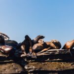 Kayak Rental for Two People in La Jolla - What’s Included in the Kayak Rental