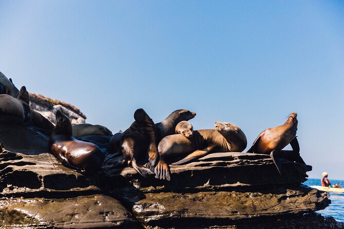 Kayak Rental for Two People in La Jolla - What’s Included in the Kayak Rental