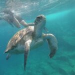Kayak Route along the Volcanic Coast in Tenerife South with Snorkeling - The Scenic Route Along Tenerife’s Volcanic Coast