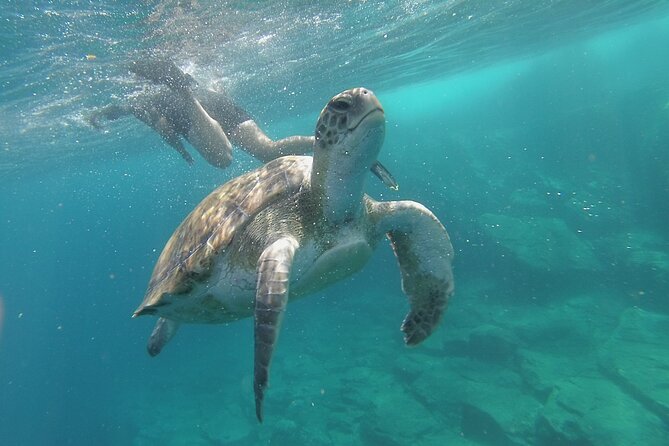 Kayak Route along the Volcanic Coast in Tenerife South with Snorkeling - The Scenic Route Along Tenerife’s Volcanic Coast