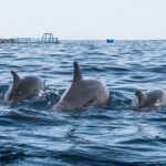 Kayak Safari with Dolphin and Turtle Watching in Guaza - Visiting the Cave of Palmar and Guaza Cliffs