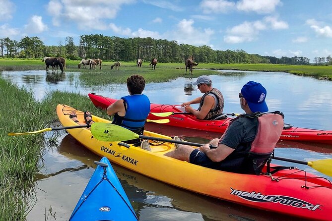 Kayak Tour along Assateague & Chincoteague Island, Virginia - Wildlife Encounters: Ponies, Birds, and Crabs