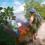 Kayaking in the Mangroves Experience - Exploring the Mangrove Ecosystem on a Kayak
