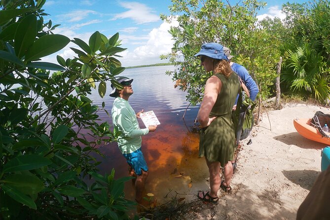 Kayaking in the Mangroves Experience - Exploring the Mangrove Ecosystem on a Kayak