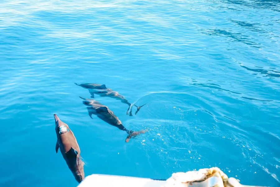 Kealakekua Bay Dolphin Watching, Snorkeling Boat Tour, BBQ - Delicious BBQ Lunch on the Boat