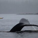 Ketchikan Kayak Eco-Tour - The Paddling Experience and Small-Group Atmosphere