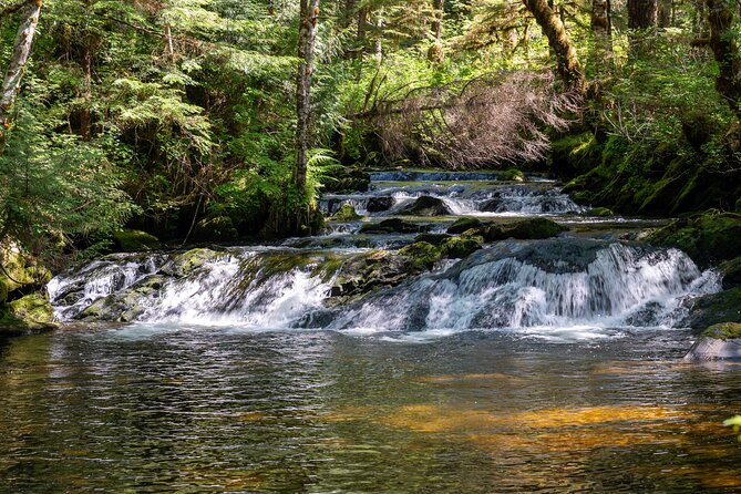 Ketchikan Magical Old-Growth Creek Trek Guided Tour - Scenic Drive to the Forest End of the Road