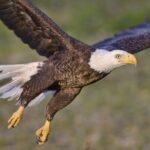 Ketchikan Rainforest Sanctuary and Totem Park - Walking Through Alaska’s Rainforest with a Naturalist Guide