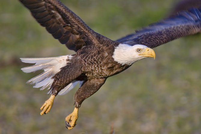 Ketchikan Rainforest Sanctuary and Totem Park - Walking Through Alaska’s Rainforest with a Naturalist Guide