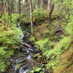 Ketchikan: Tongass Forest Alaska Bigfoot ATV Ride and Hike - Exploring Moss-Covered Tongass Rainforest in Alaska