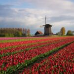 Keukenhof Tulip Garden Tour - Convenience and Comfort with Private Transfers in Holland